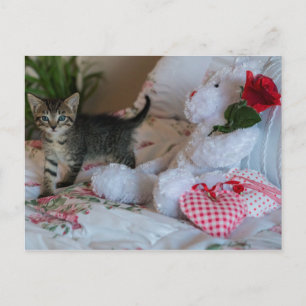 valentine kitten postcard