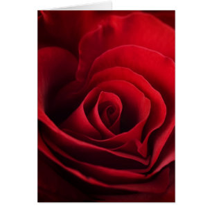 Valentine Red Rose
