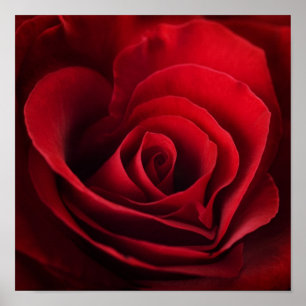 Valentine Red Rose Poster