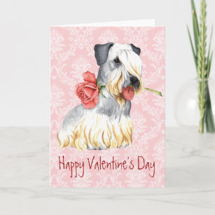 Valentine Rose Cesky Terrier Holiday Card