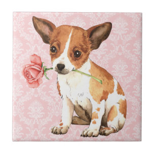 Valentine Rose Chihuahua Tile