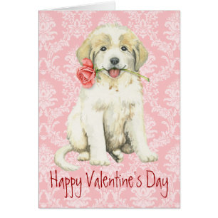 Valentine Rose Great Pyrenees