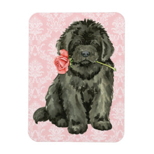 Valentine Rose Newfoundland Magnet