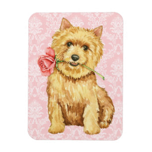 Valentine Rose Norwich Terrier Magnet