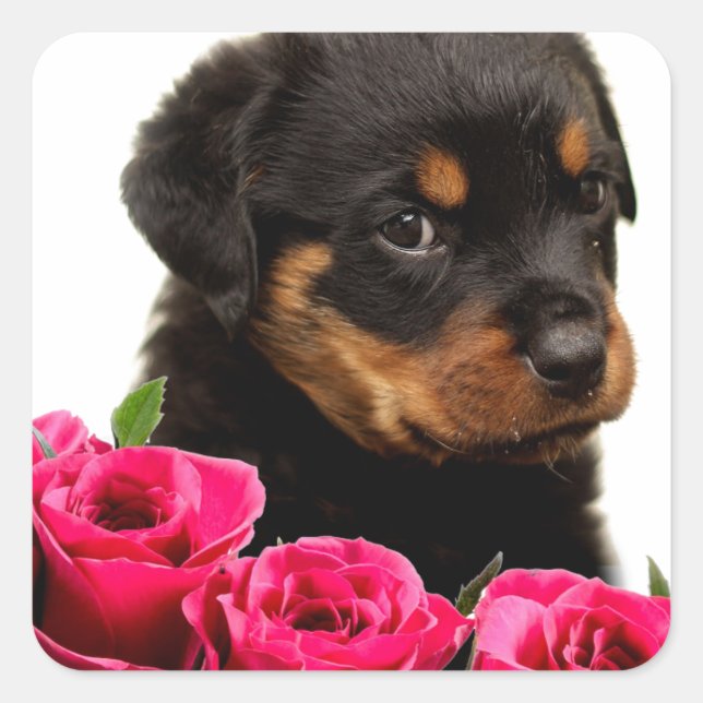 Valentine Rose Rottweiler Puppy Square Sticker (Front)