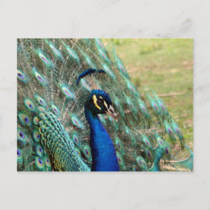Valentine’s Day_Peacock Postcard