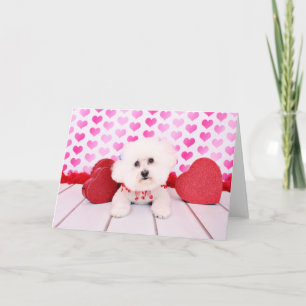 Valentines - Bichon Frise - Lilly Holiday Card