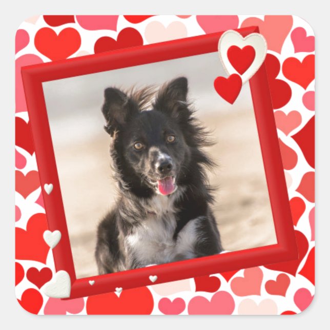 Valentines Border Collie Dog Hearts Square Sticker (Front)