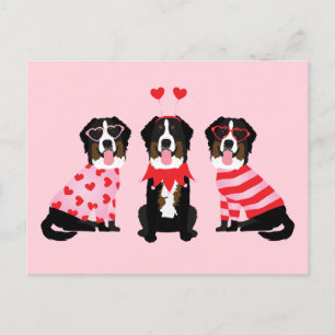 Valentines Day Bernese Mountain Dogs Postcard