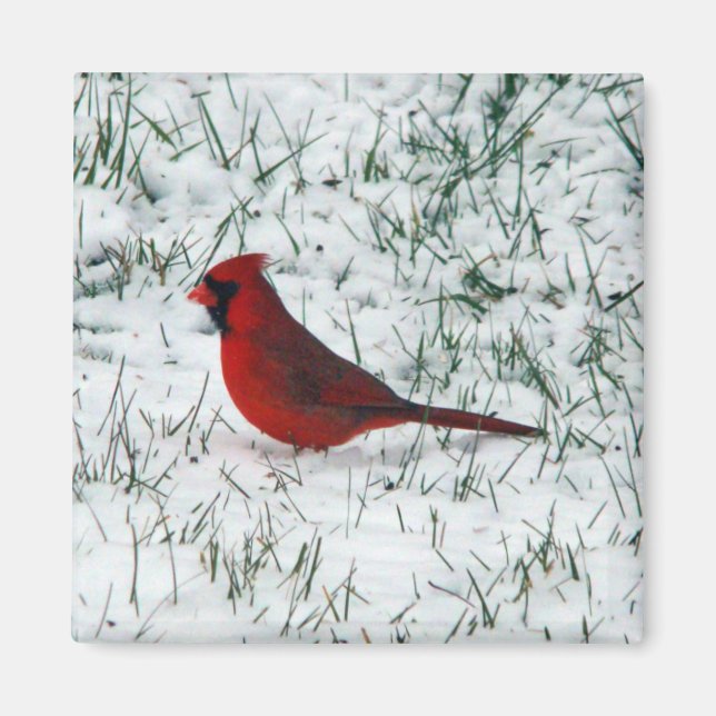 Valentine's Day Cardinal  Magnet (Front)