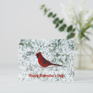 Valentine's Day Cardinal Postcard