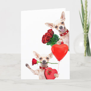 Valentine's Day Cute Funny Chihuahuas with Roses Card