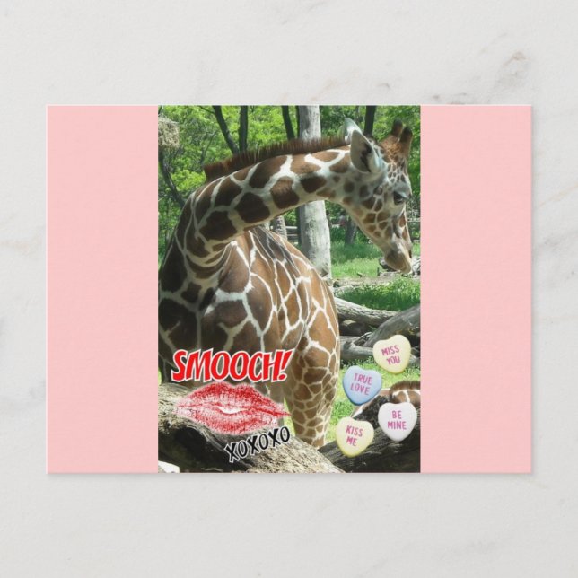 Valentine's Day Giraffe Holiday Postcard (Front)