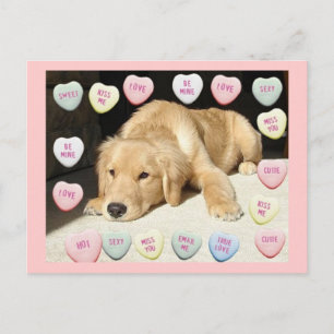Valentine's Day Golden Retriever Holiday Postcard