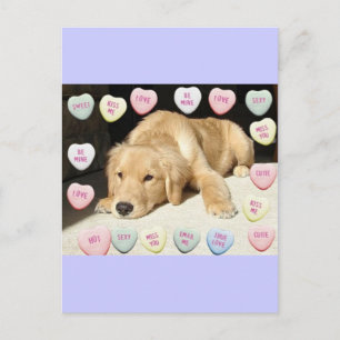 Valentine's Day Golden Retriever Holiday Postcard