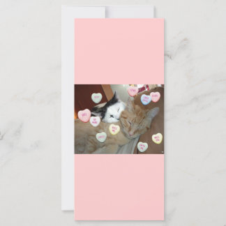 Valentine's Day Kittens