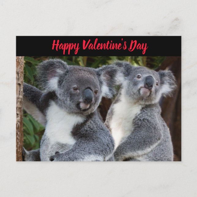Valentine's Day Koala Bears postcard (Front)