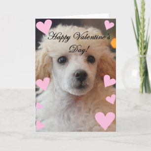Valentine's Day Poodle Dog Holiday Card