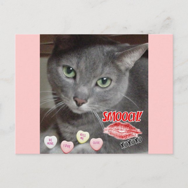 Valentine's Day Russian Blue Grey Cat Holiday Postcard (Front)