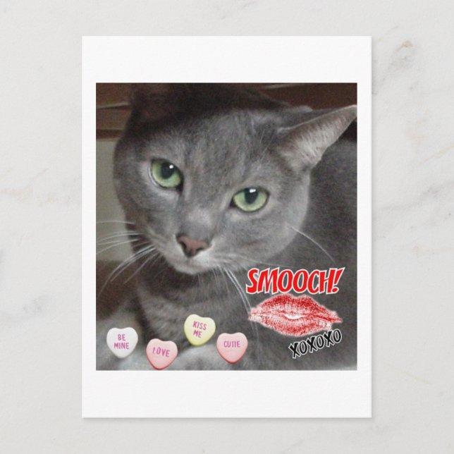 Valentine's Day Russian Blue Grey Cat Holiday Postcard (Front)