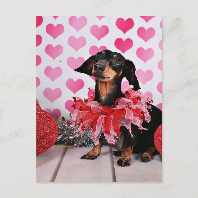 Valentine's Day - Sophia - Dachshund Holiday Postcard (Front)