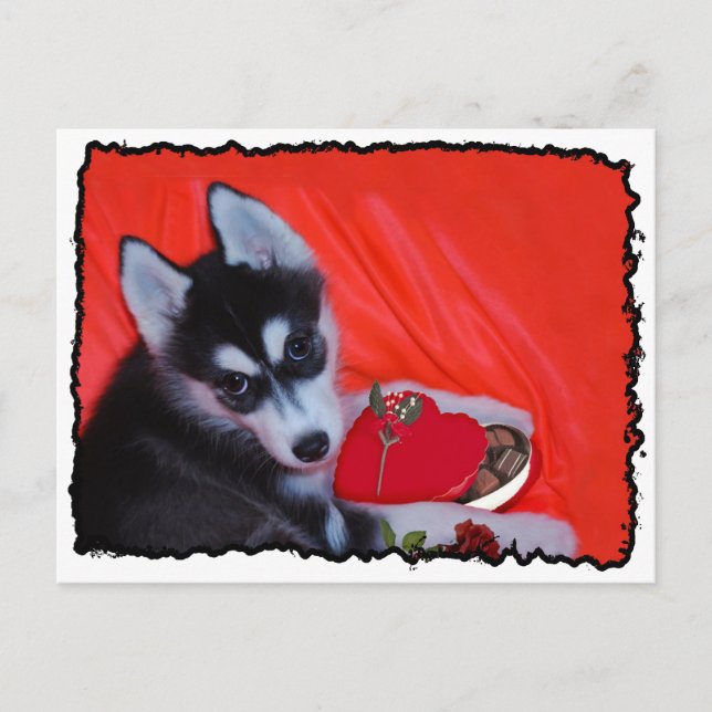 Valentine's Husky dog Holiday Postcard (Front)