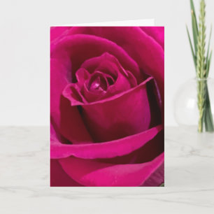 Valentine's Love, Valentine's Rose Card