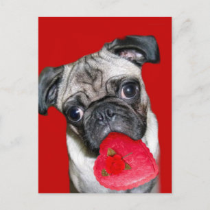 Valentine's pug postcard