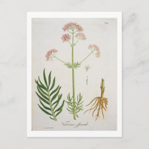 Valerian from 'Phytographie Medicale' by Joseph Ro Postcard