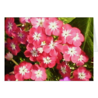 Vallée des fleurs de Badrinath 1