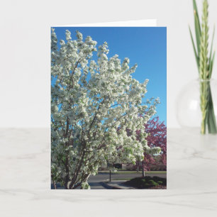 “Valley Blossoms” Get Well Card