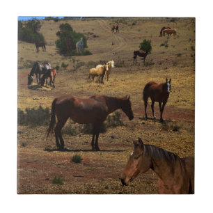 Valley Of The Horses, Tile