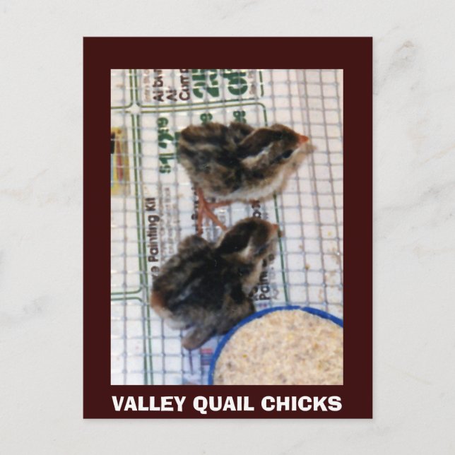 VALLEY QUAIL CHICKS POSTCARD (Front)