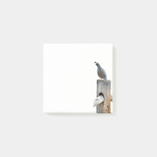 Valley Quail Photo 3x3 Post-it Notes Papeterie