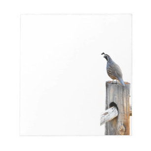 Valley Quail Photo Note Pad Stationery