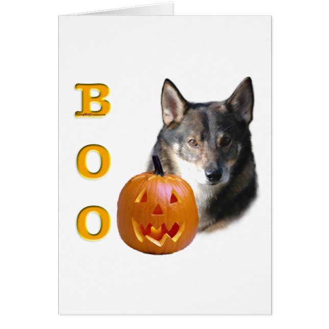 Vallhund Boo suédois (Devant)