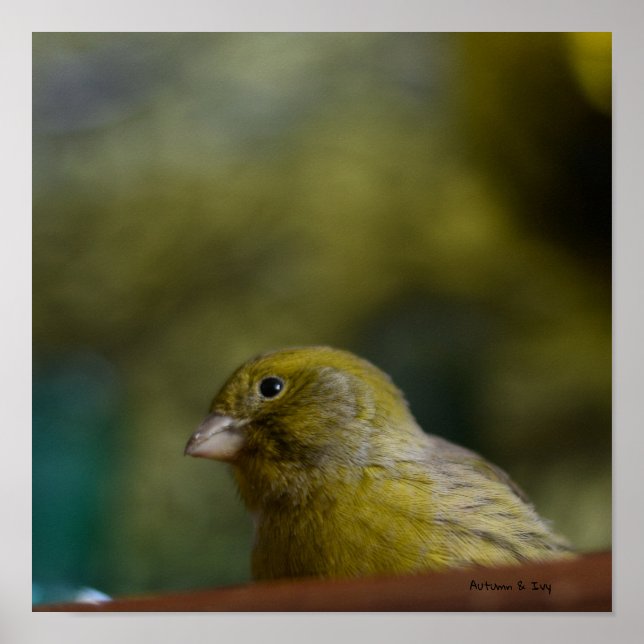 Value paper poster canary bird nature (Front)