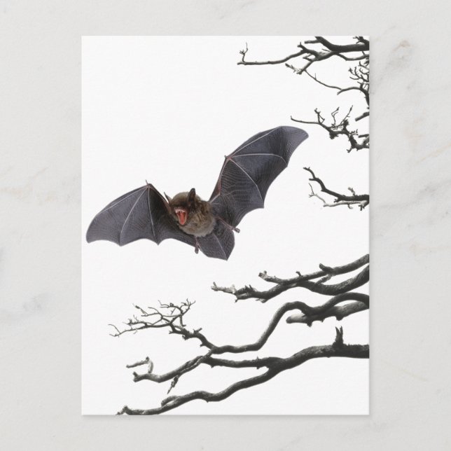 Vampire Bat, Gothic, Dracula, Bat, Horror Postcard (Front)