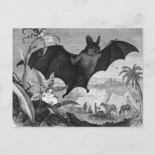 Vampire Bat Postcard