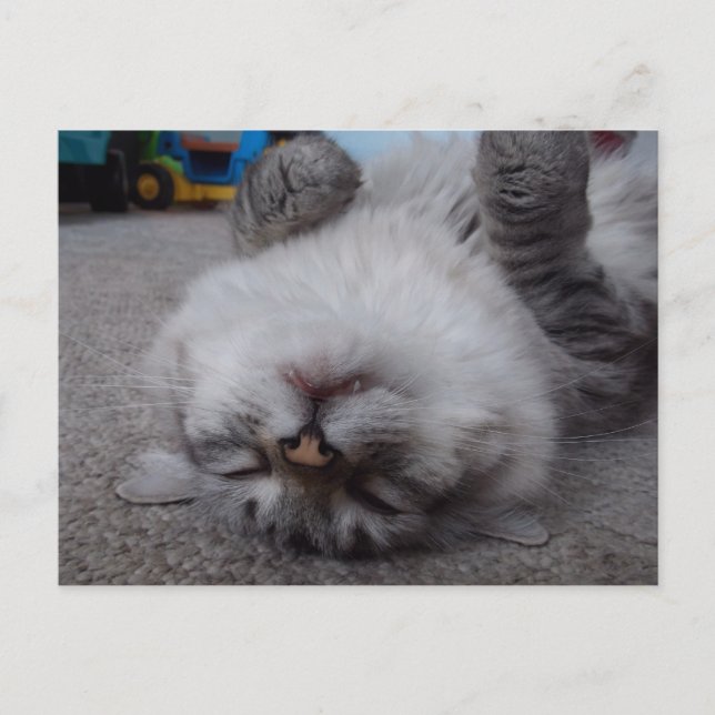 Vampire Kitty Postcard (Front)