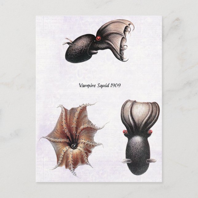 Vampire Squid Postcard (Front)