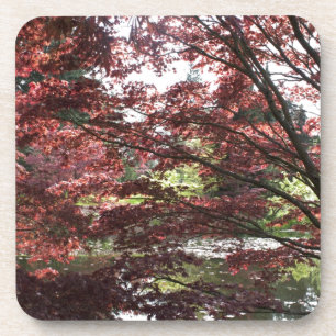 Van Dusen Garden, Japanese Maple Coaster