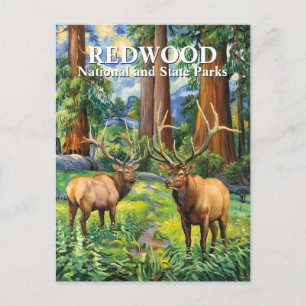 Van Gogh Elk Redwood California Forest Custom Text Postcard