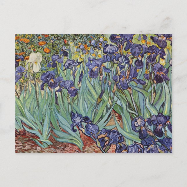Van Gogh Irises Impressionist Painting Postcard (Front)