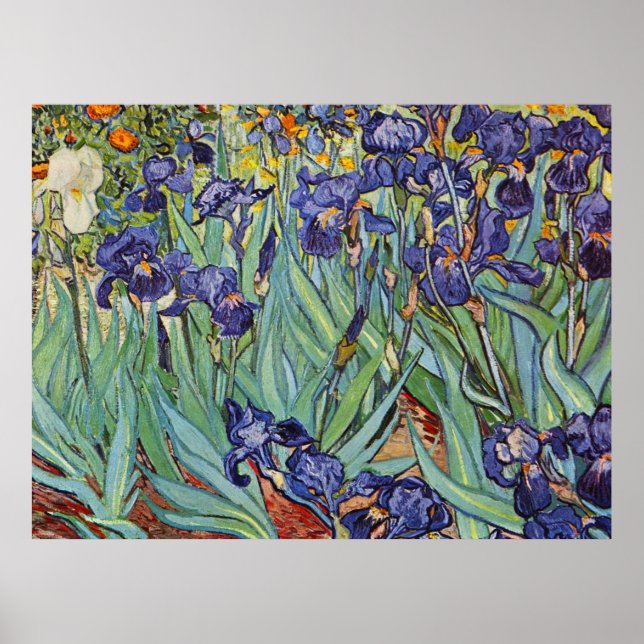 Van Gogh Irises Impressionist Painting Poster (Front)