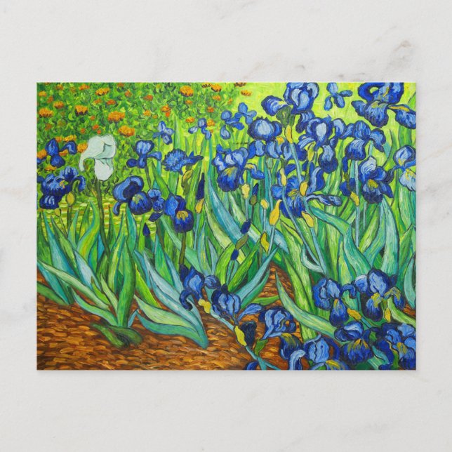 Van Gogh Irises Postcard (Front)