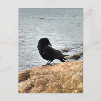 Vancouver Crow Postcard