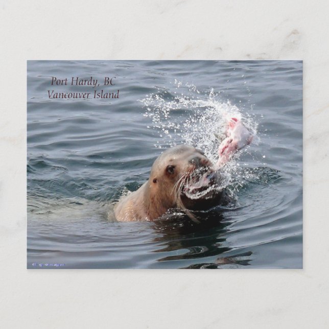 Vancouver Island Postcard (Front)