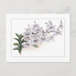 Vanda coerulea postcard