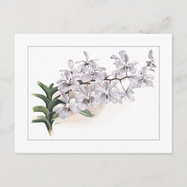 Vanda coerulea postcard (Front)